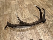 Large Red Deer Stag Antler