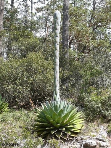 Agave montana mountain - agave,