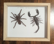 Taxidermy Real Framed Tarantula&Scorpion In Wooden Frame/Insect/Entomology Used