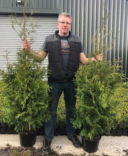 Thuja plicata gelderland - thuja,