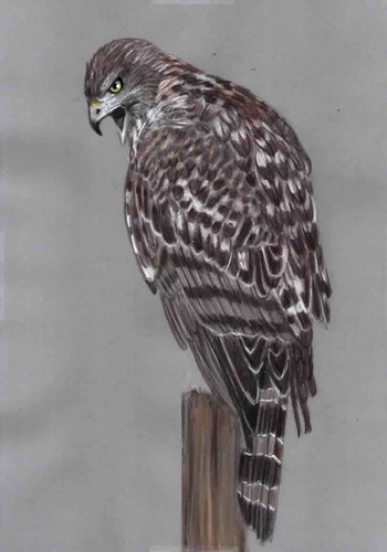 Original coloured pencil