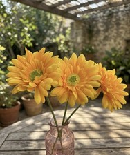 Yellow Gerbera/Daisies Stems X