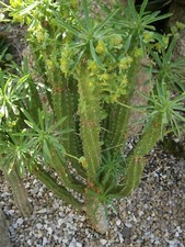 Euphorbia loricata African
