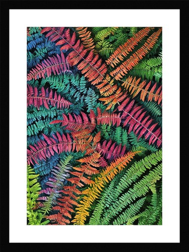 Luxurious fern fronds print - fronds,
