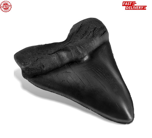 Inch megalodon tooth black - inch,