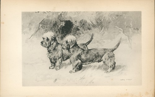 Dandie dinmont terrier antique - dinmont,