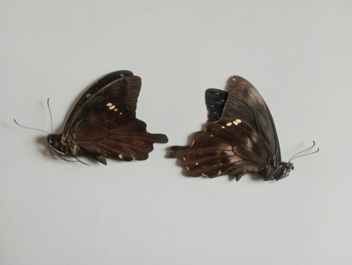 Papilio epiphorbas s sp - 2, s.sp
