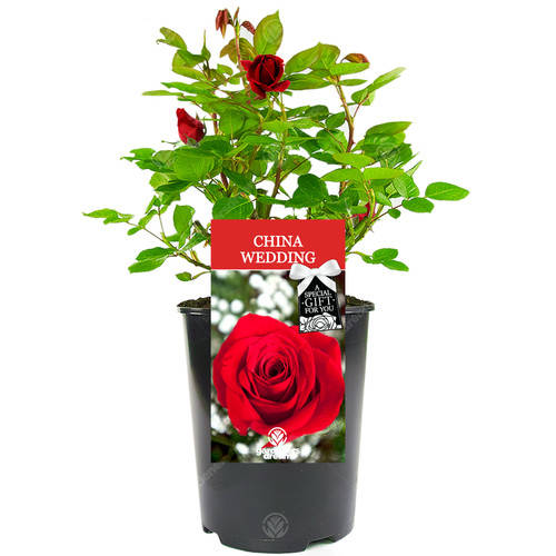 China wedding rose 20th - china,