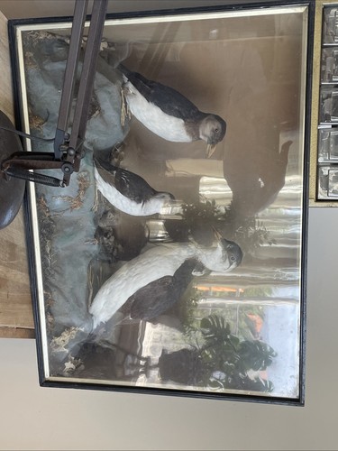 Taxidermy auks - taxidermy,
