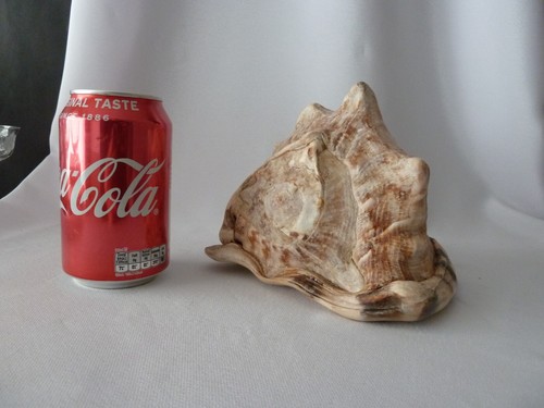 Giant queen helmet - queen, conch
