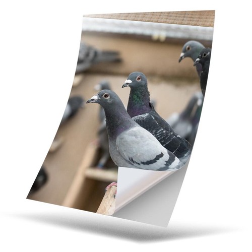 Vinyl sticker pigeon - -,