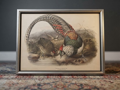 Vintage framed john gould - vintage,