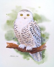 Snowy owl (female) Original
