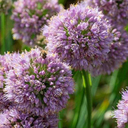Perennial flowering plants - flowering,