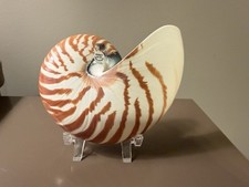 Natural Nautilus Chambered