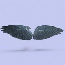Real Pair Of Wings, Occult