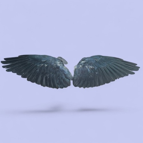 Real pair wings - pair, occult