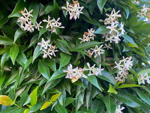 Star jasmine 6ft - jasmine, xxl