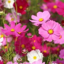 Cosmos Sonata Mixed, Sow Feb-May 60cm, Happy Dancing Flowers, Prolific, 50 Seeds