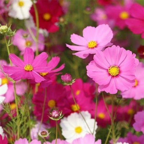 Cosmos sonata mixed sow - sonata,