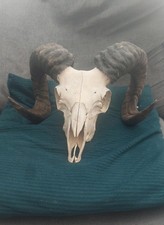 Large Black Horned Ram Skull