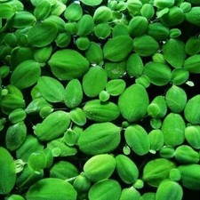 Floating Aquarium Plants for Fish&Shrimp Tanks – Pest, Snail, Worm&Planaria Free