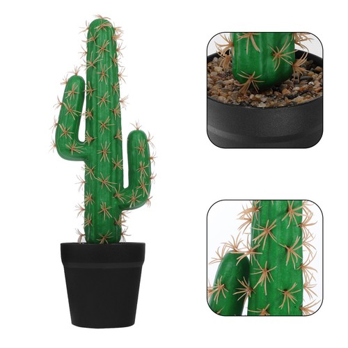Plants for reptile - plants, terrarium