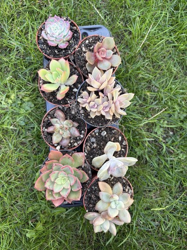 Different succulents bundle - 8,