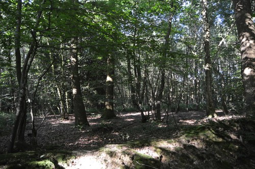 Photo 6x4 hoad wood - photo, ardingly