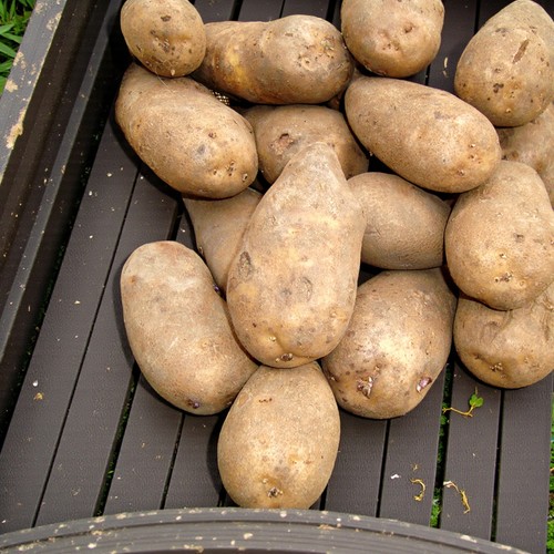 Seed potato golden - potato, wonder