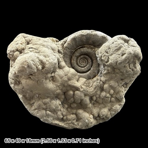 Eteoderoceras golden pyrite - eteoderoceras,