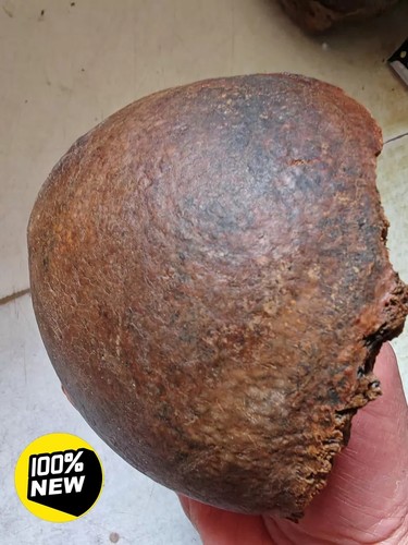 Ice age bone fossils ancient - bone,