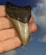 Megalodon Shark Fossil Tooth