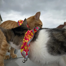 Protect birds stop cats - birds,
