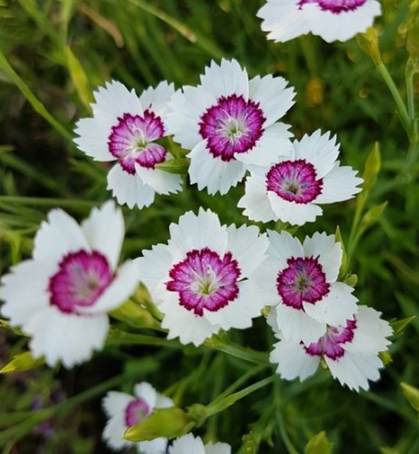 Dianthus deltoides arctic - deltoides,