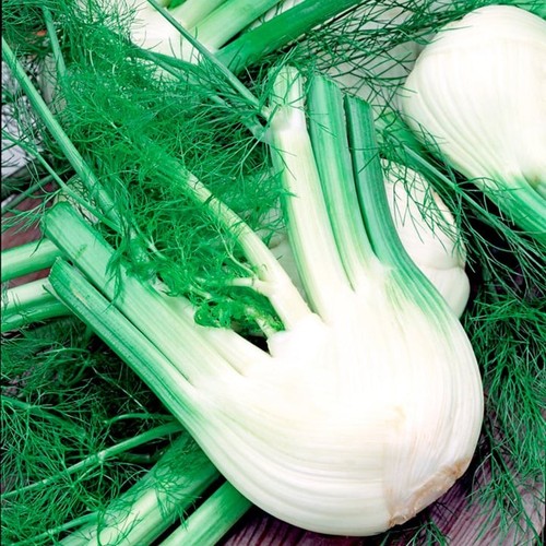 Vegetable florence fennel - -,