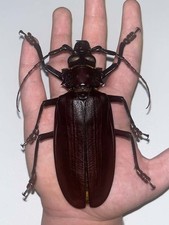 Titanus giganteus - BRAZIL -