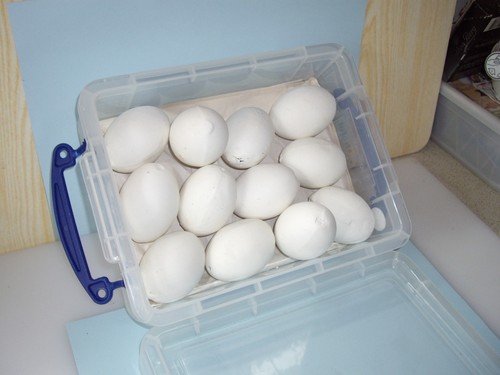 Dummy hen chicken - chicken, eggs