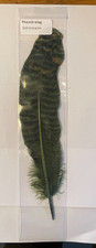 Peacock wing quill - dyed dark