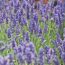 Lavender Blue Fragrance Seeds