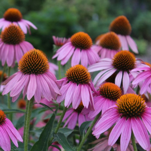 Echinacea purpurea purple - purpurea,
