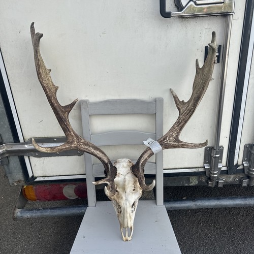 Fallow buck deer skull - buck,