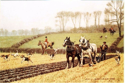 Startled horse ploughing - horse,