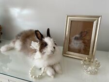 Beautiful taxidermy rabbit!!