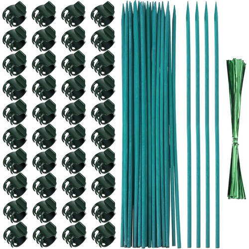 Green plant flower bamboo - plant,