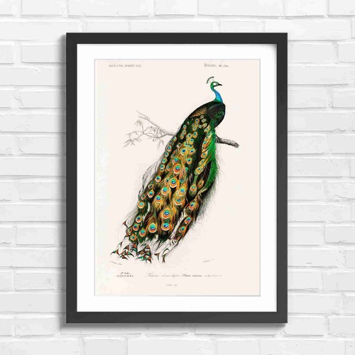 Peacock vintage botanical - peacock,