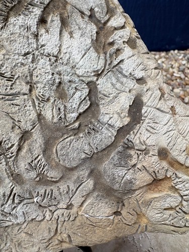 Fossil crinoids holdfast - crinoids,