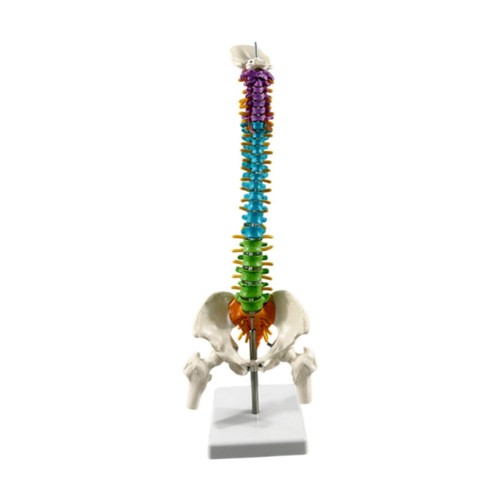 Spinal model with male pelvis - with,