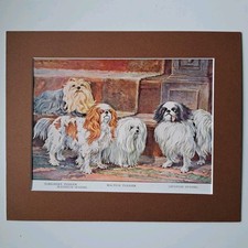 Yorkshire Terrier, Maltese Terrier, Blenheim Spaniel & Japanese Spaniel - Print