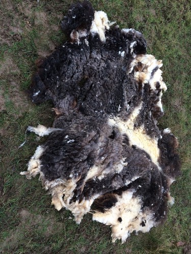 Jacob sheep fleece - jacob,